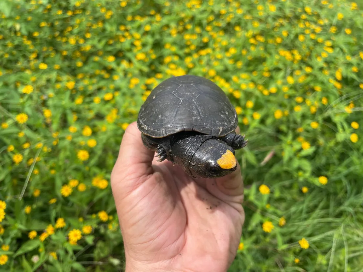 Una tortuga casquito de Puerto Vallarta sostenida en la mano, entre flores amarillas