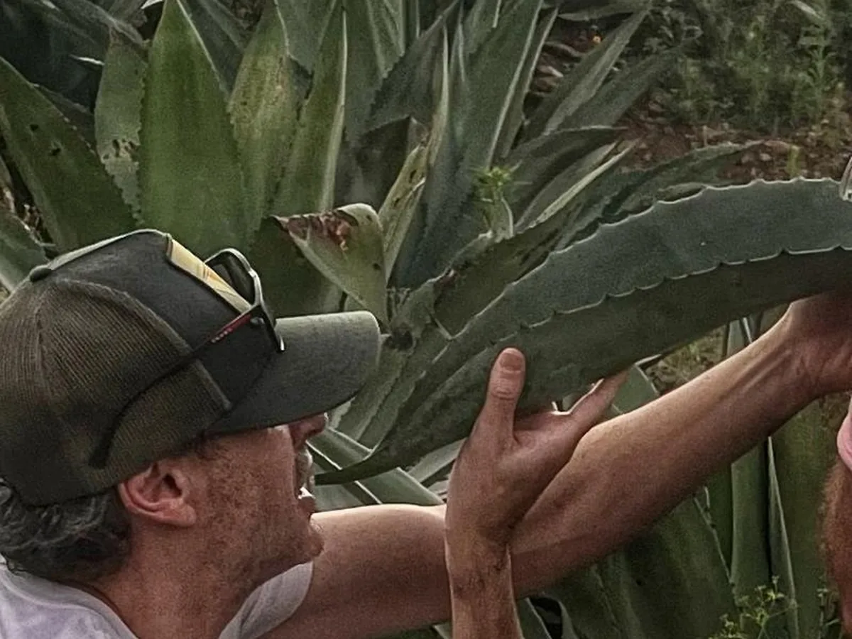 Degustación de raicilla directamente del agave, en el campo de Mascota